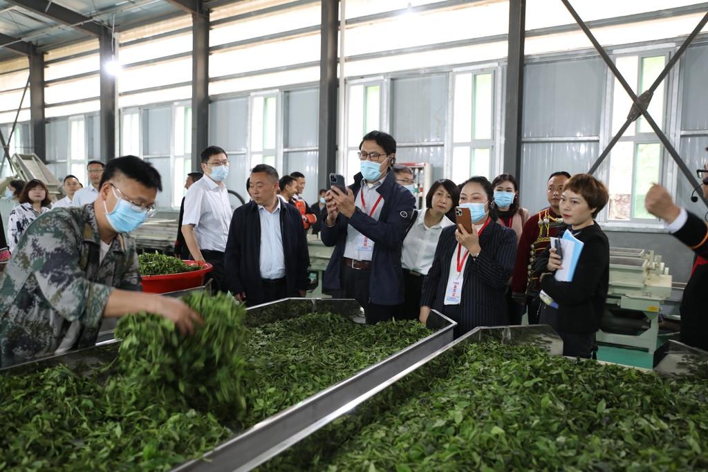 代表团在乐山市马边县民主镇小谷溪村茶叶加工厂考察.