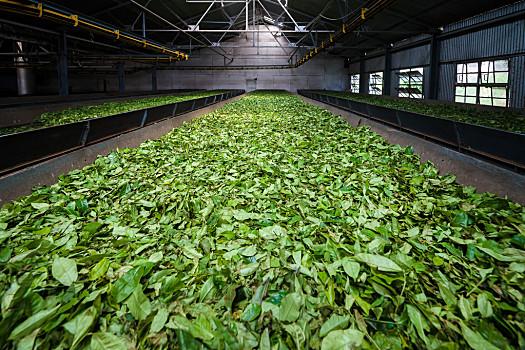 翠绿,茶叶,弄干,室内,茶,工厂,印度