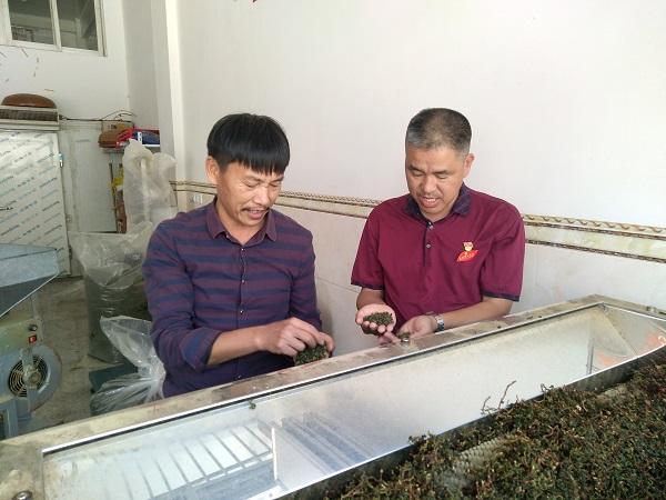 省劳模陈加友(右)到工厂车间,指导茶农茶叶生产技术.jpg