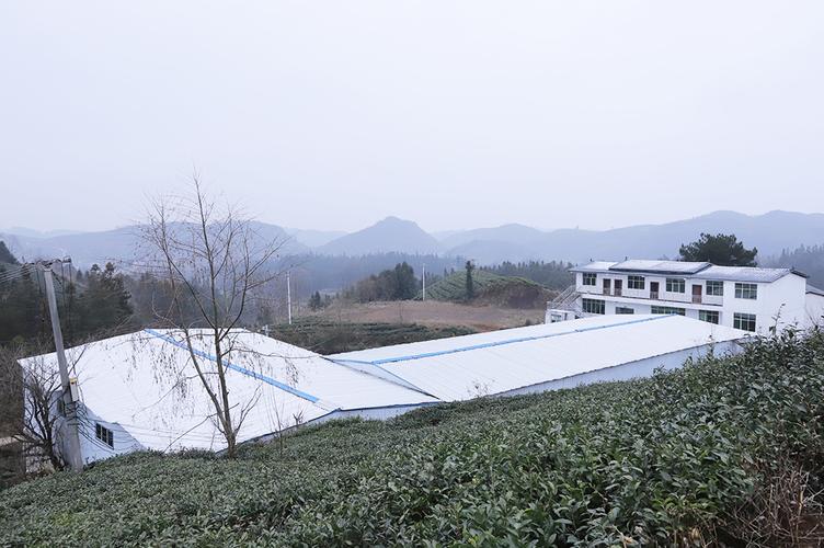 安顺宁谷镇推动1500亩茶叶提质增效